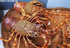 450-500g Live Crayfish