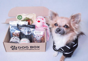 NZ DOG BOX Surprise Box - 3 Options